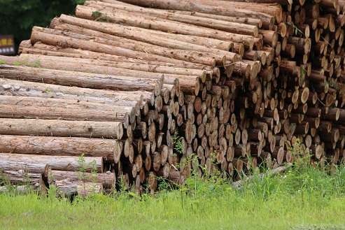 巨大オオクワガタ朽木割り採集　－熊本県－