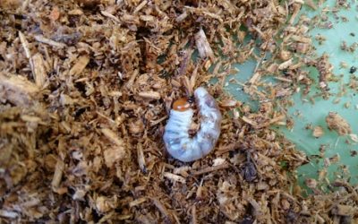 オオクワガタ能勢ＹＧ大型血統の成虫・幼虫のマット飼育