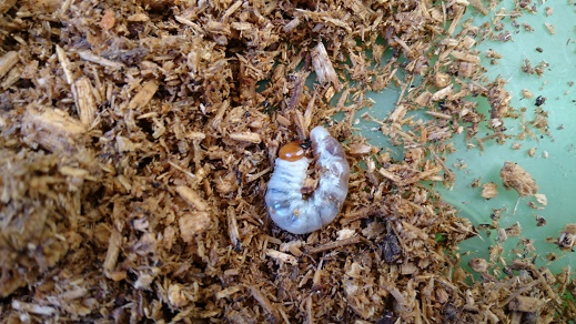 オオクワガタ能勢ＹＧ大型血統の成虫・幼虫のマット飼育