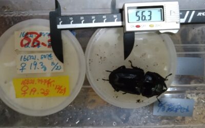 マット飼育でオオクワガタ♀５６．３ミリ羽化