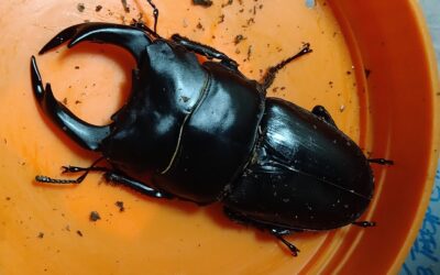 ヤフオクで購入したオオクワガタ幼虫は大きくなるのか